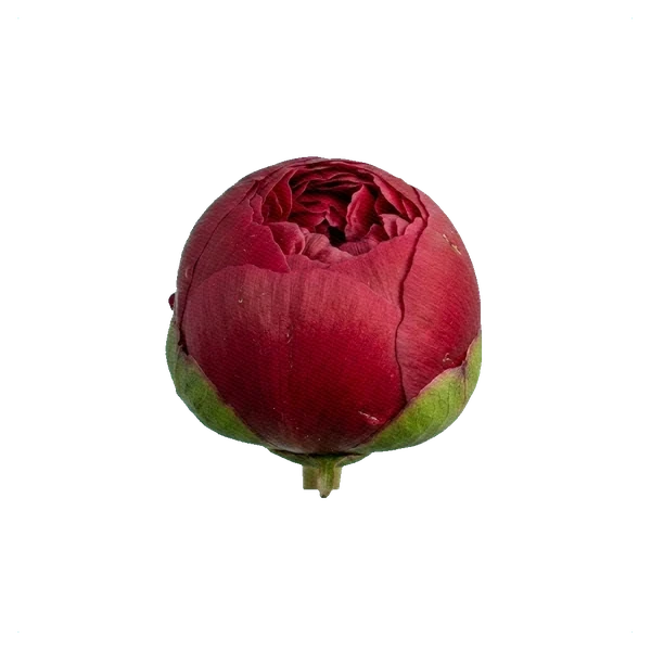 Pivoine Henry Bockstoce — bud