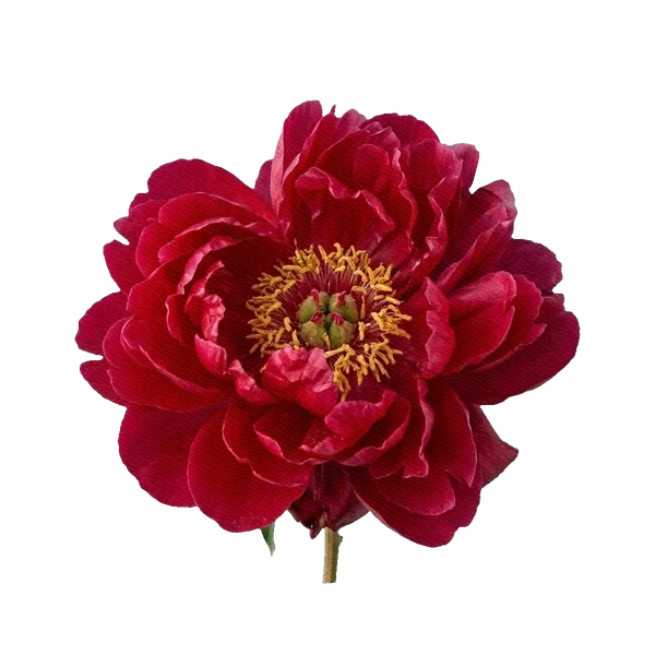 Pivoine Henry Bockstoce — full
