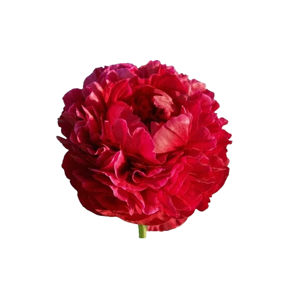 Peony Henry Bockstoce — Red Peony