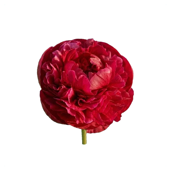 Pivoine Henry Bockstoce — side