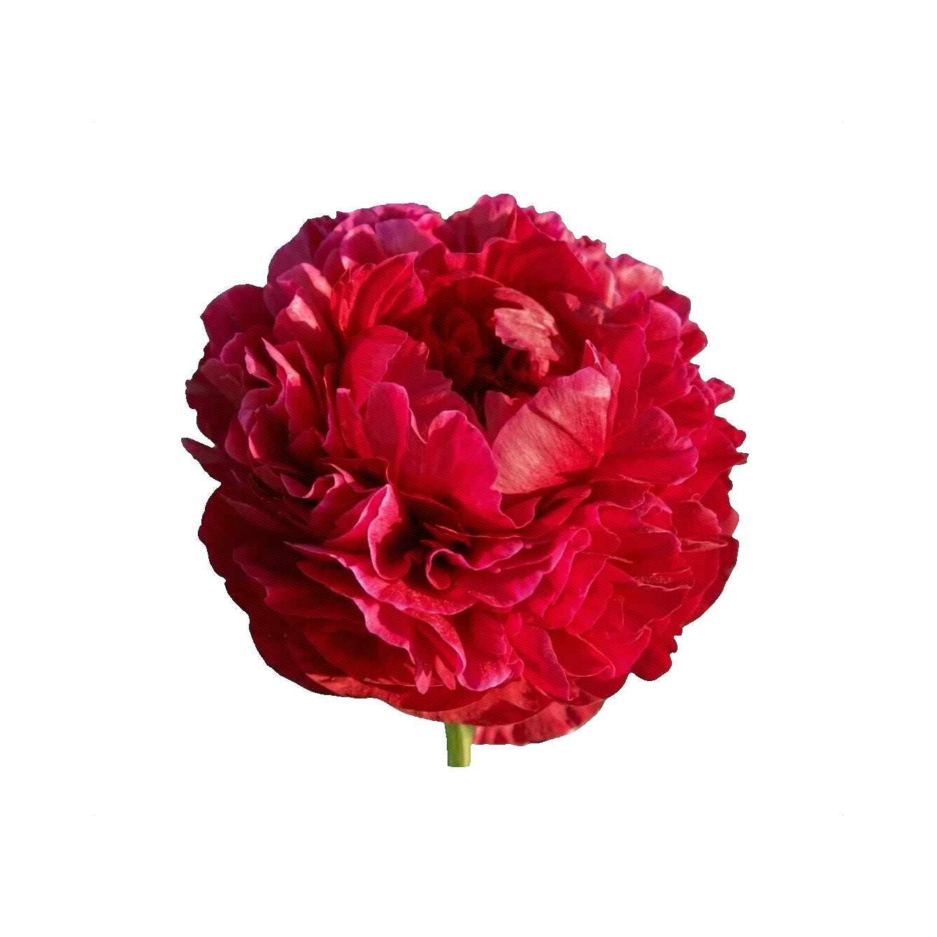 Peony Henry Bockstoce