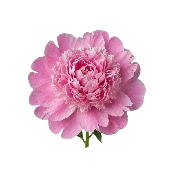 Peony Monsieur Jules Elie