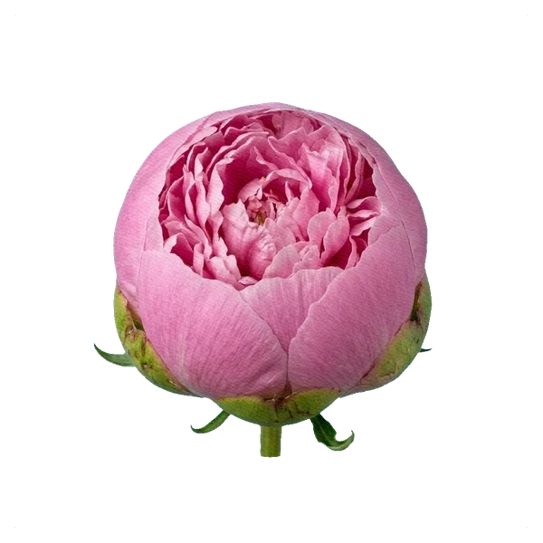 Peony Monsieur Jules Elie — bud