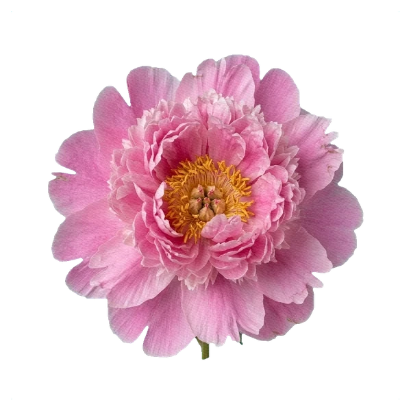 Peony Monsieur Jules Elie — full