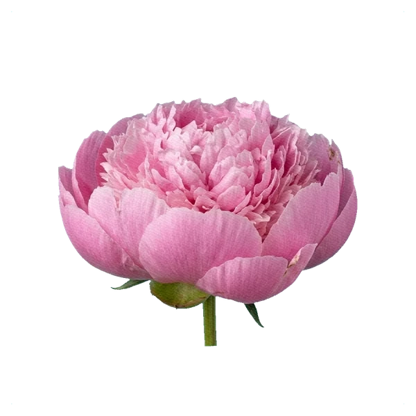Peony Monsieur Jules Elie — side