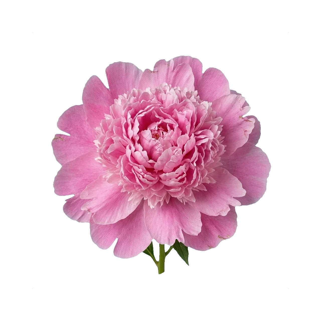 Peony Monsieur Jules Elie