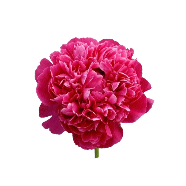 Peony Kansas