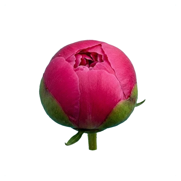 Peony Kansas — bud