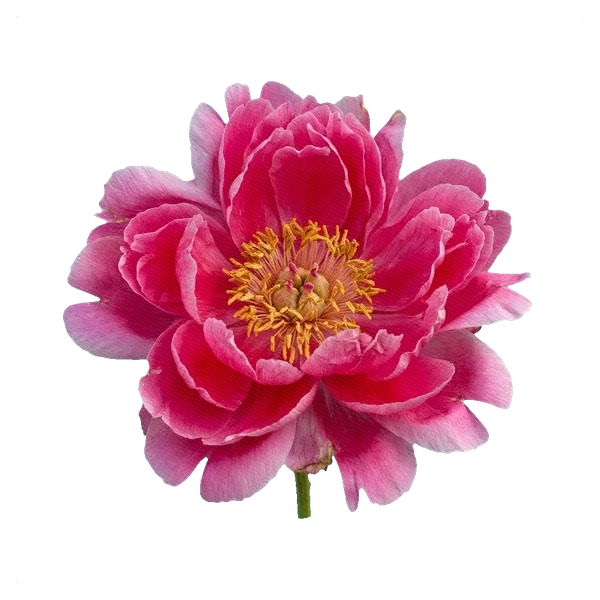 Peony Kansas — full