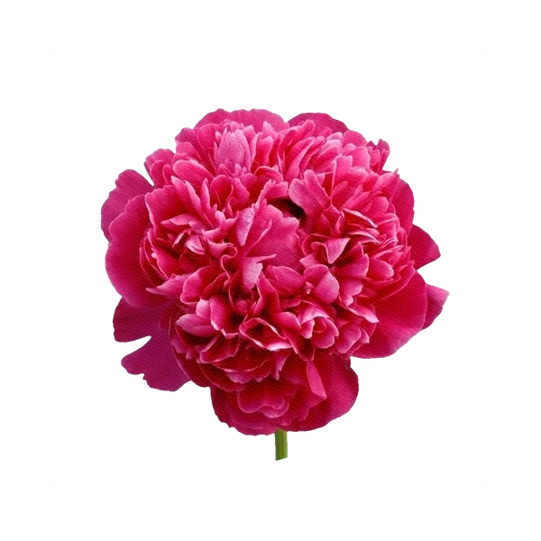 Peony Kansas — Hot pink Peony