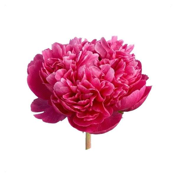 Peony Kansas — side