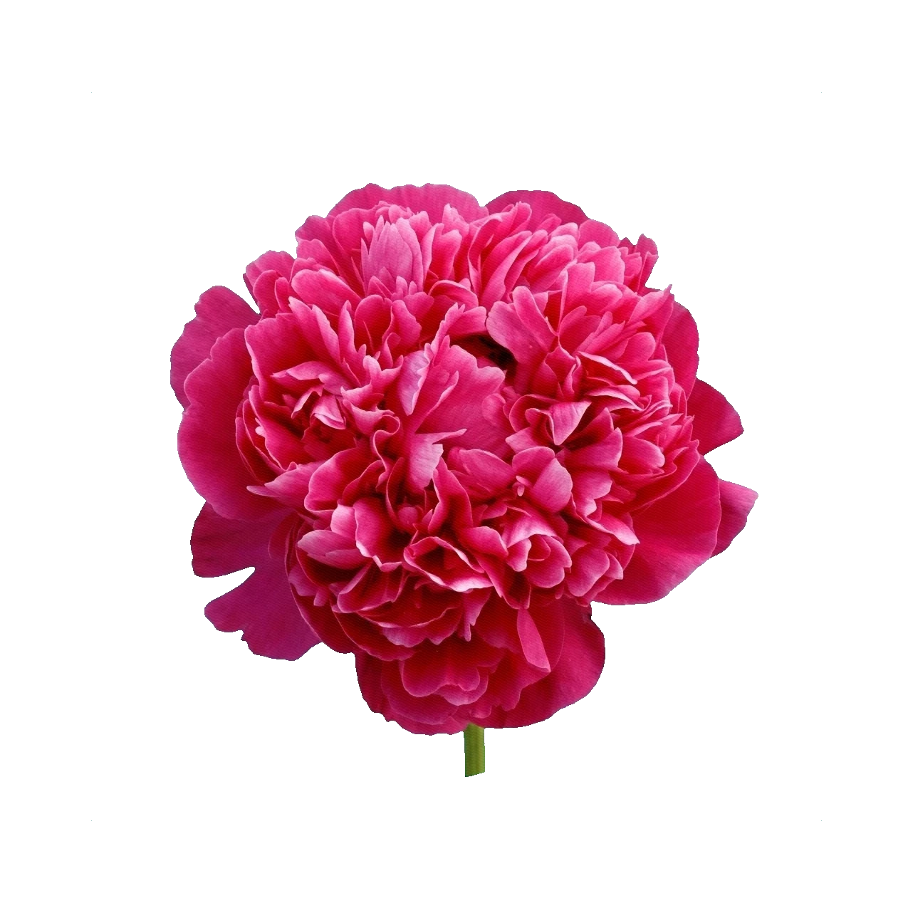 Peony Kansas