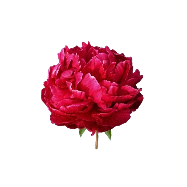 Peony Karl Rosenfield