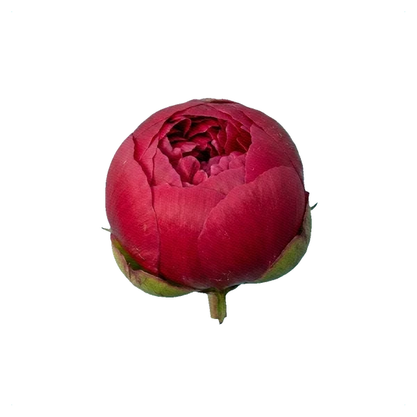 Peony Karl Rosenfield — bud