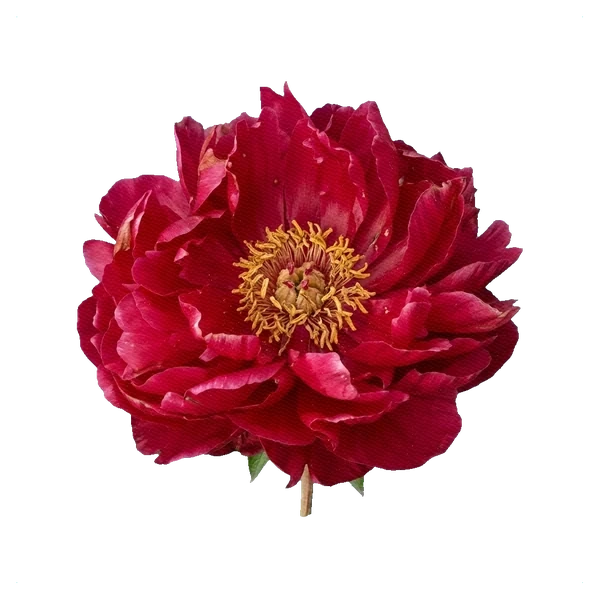 Peony Karl Rosenfield — full