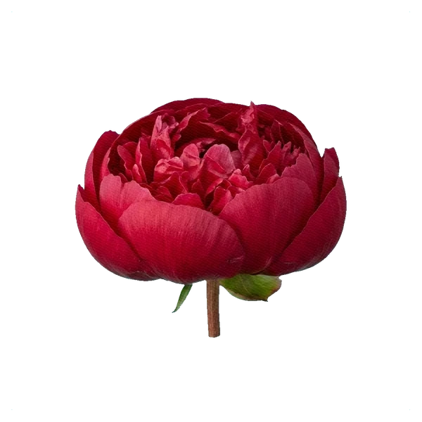 Peony Karl Rosenfield — side