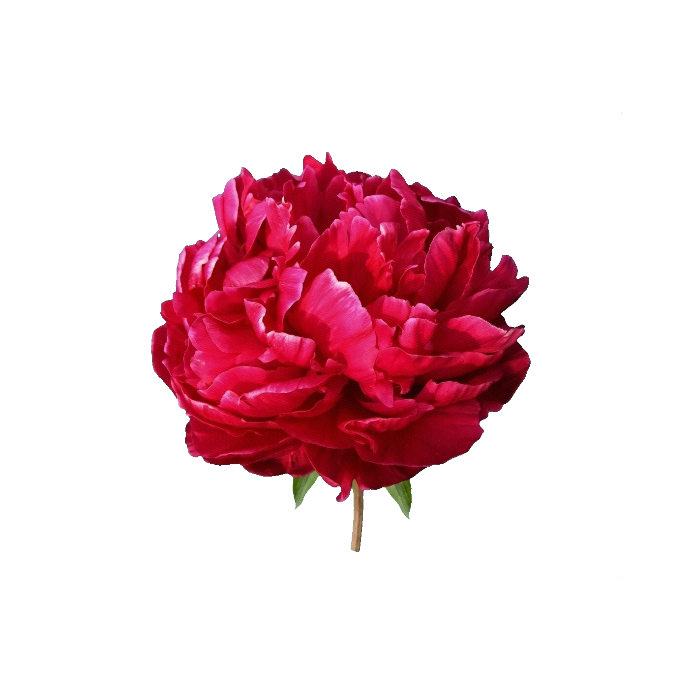 Peony Karl Rosenfield