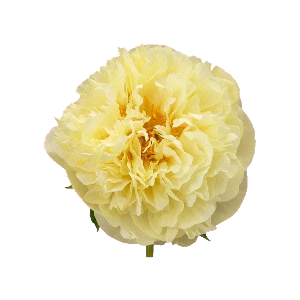 Peony Lemon Chiffon