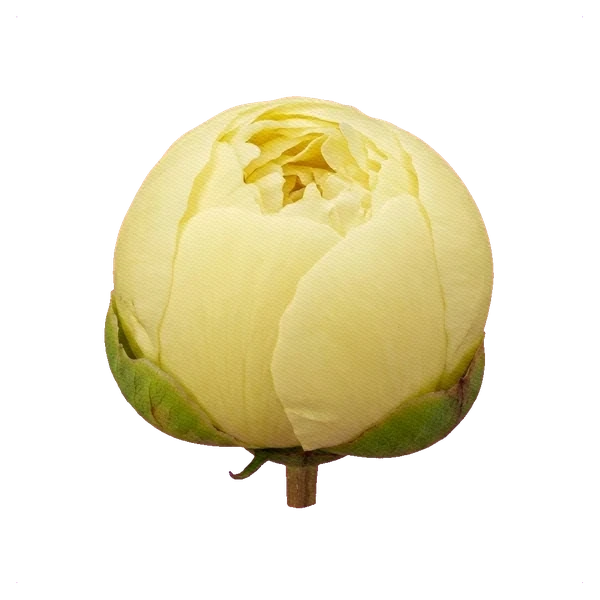 Peony Lemon Chiffon — bud