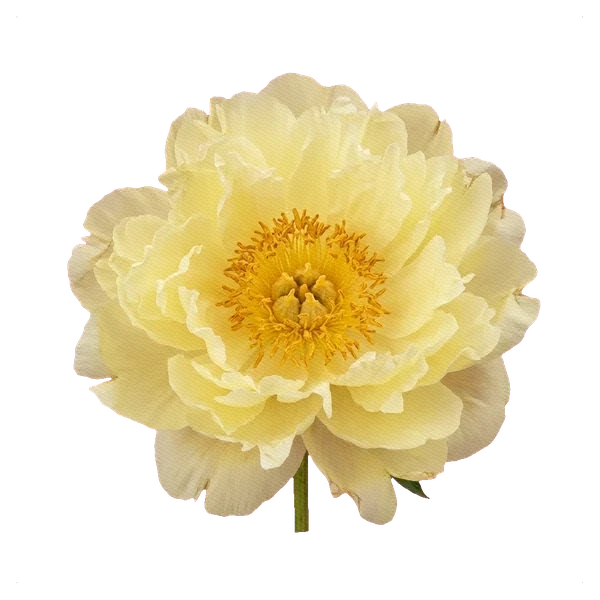 Peony Lemon Chiffon — full