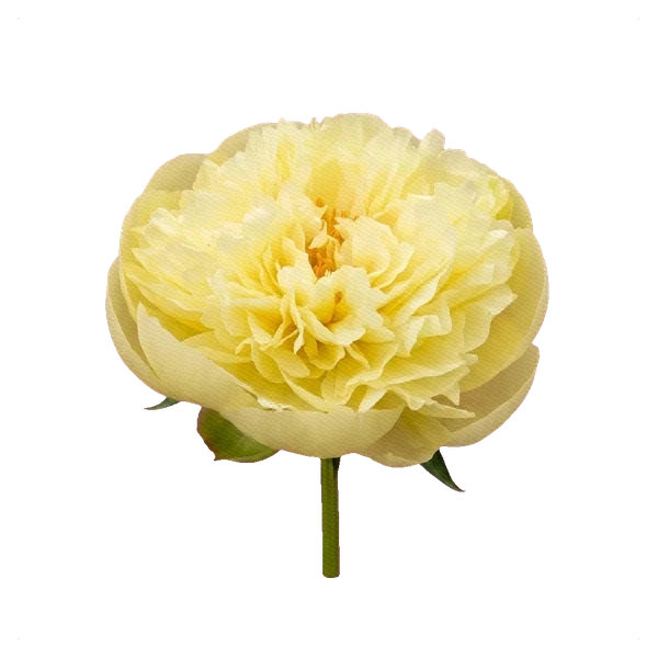 Peony Lemon Chiffon — side