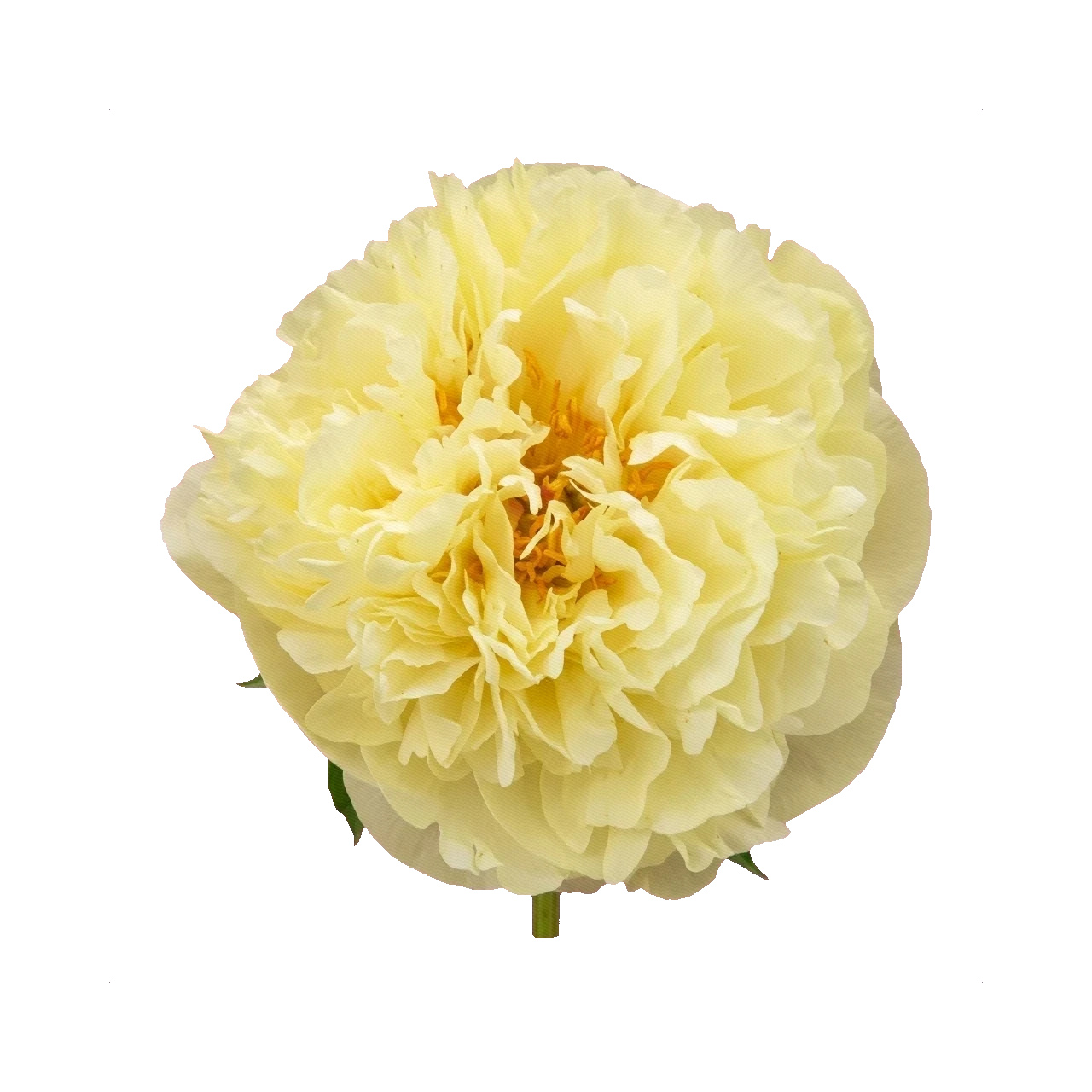 Peony Lemon Chiffon