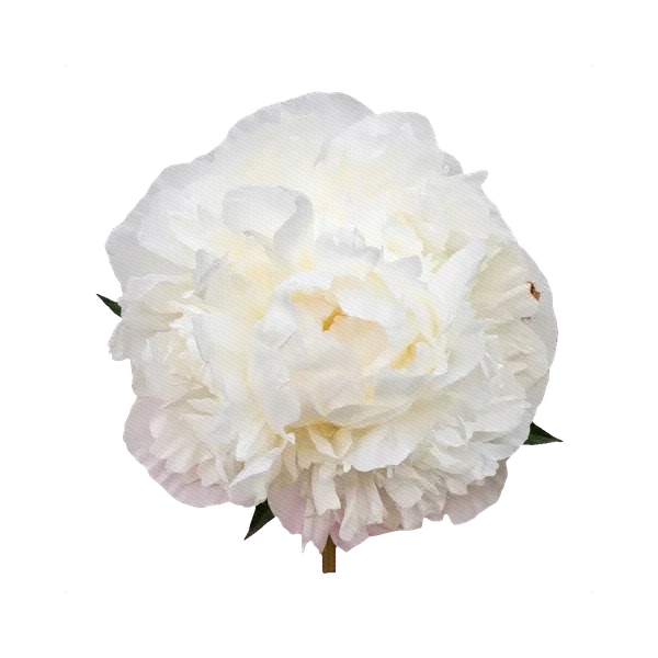Peony Madame Claude Tain