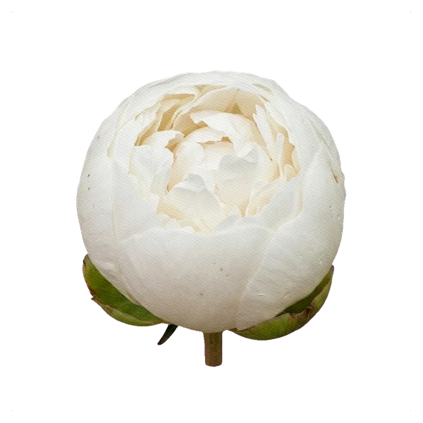 Peony Madame Claude Tain — bud