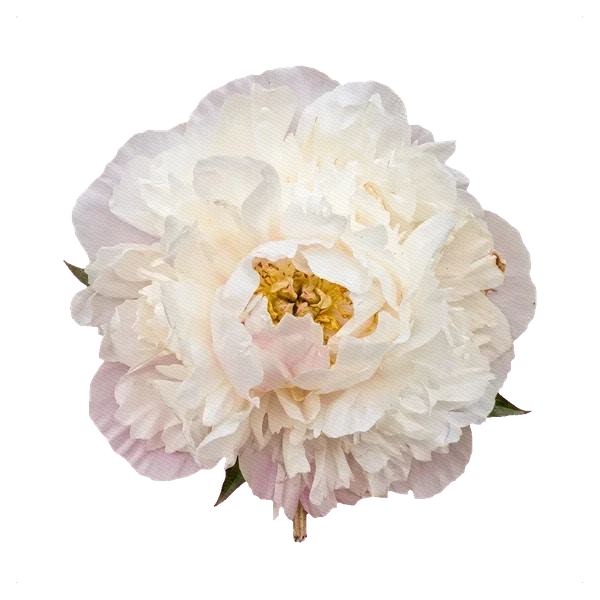 Peony Madame Claude Tain — full