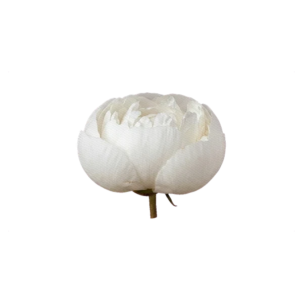 Peony Madame Claude Tain — side