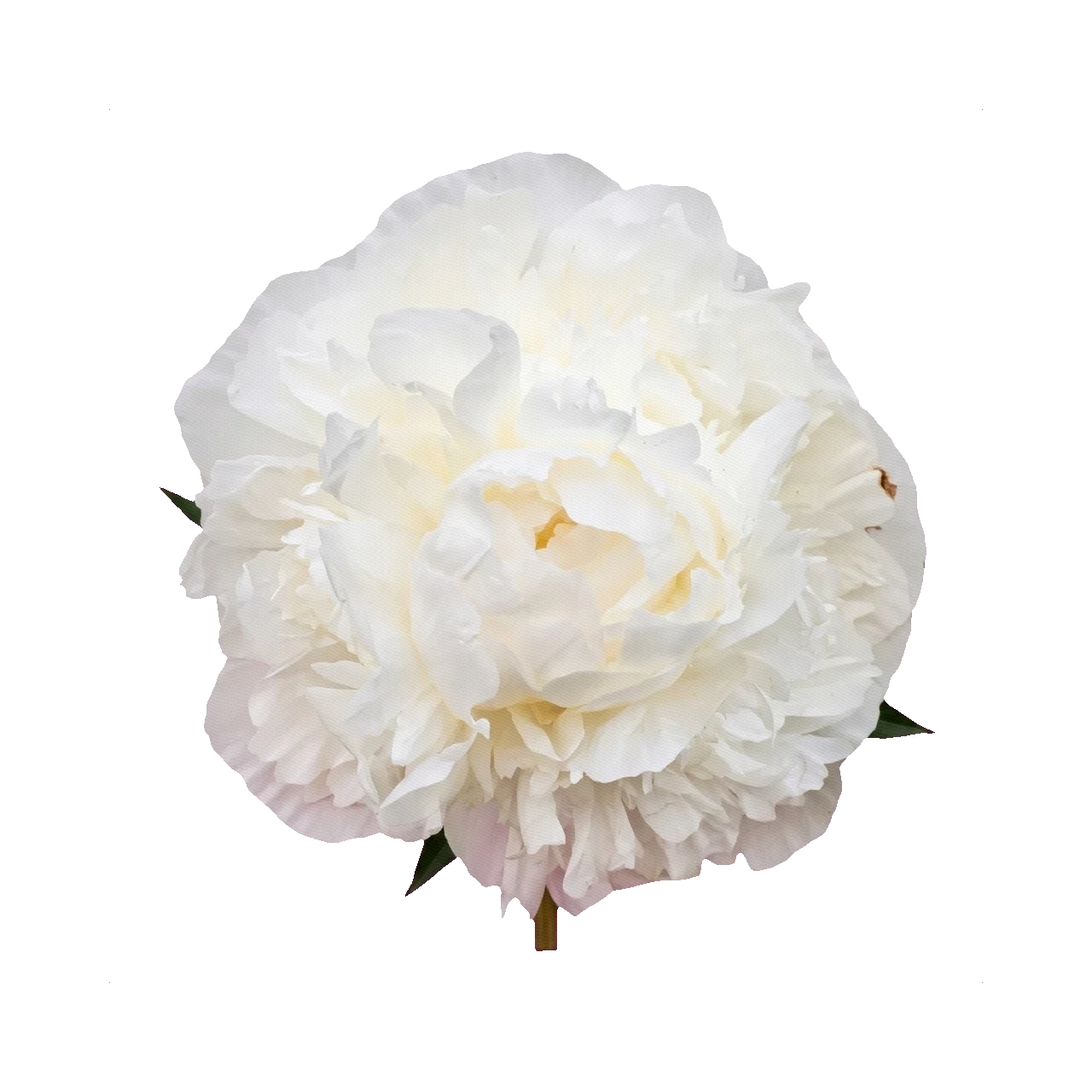 Peony Madame Claude Tain