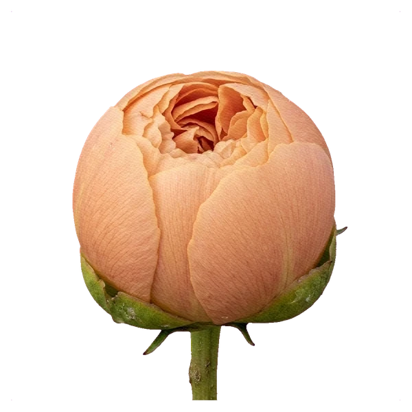 Şakayık Misaka — bud