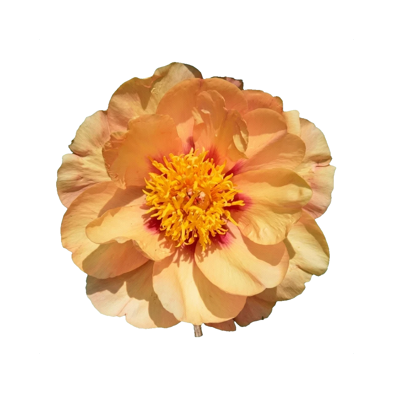 Peony Misaka