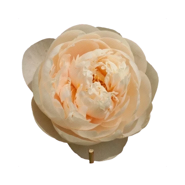 Peony Pastelegance
