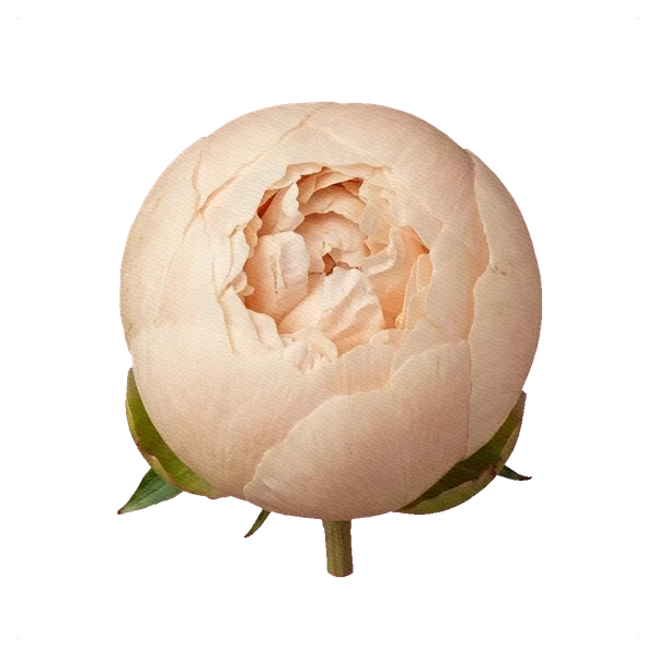 Şakayık Pastelegance — bud