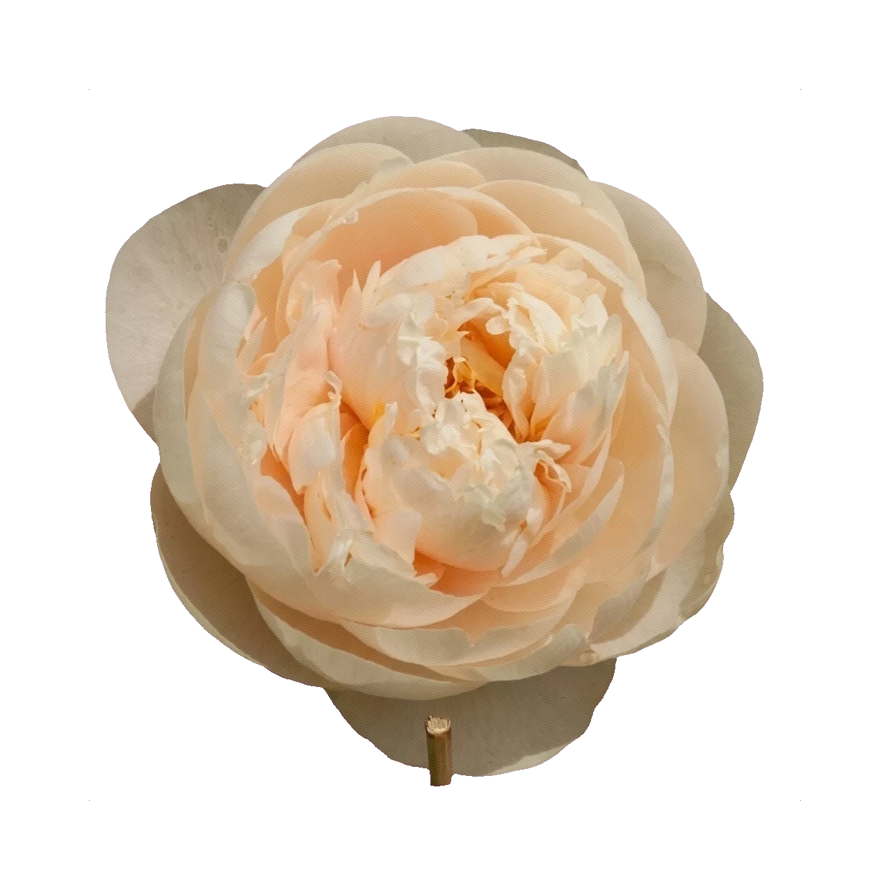 Peony Pastelegance