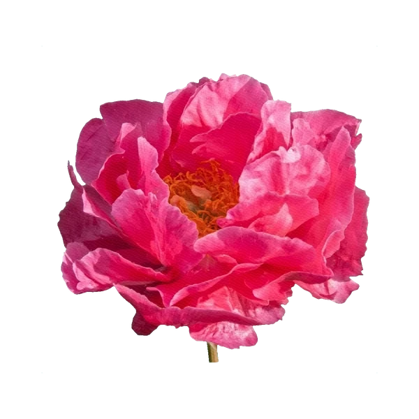 Peony Paula Fay