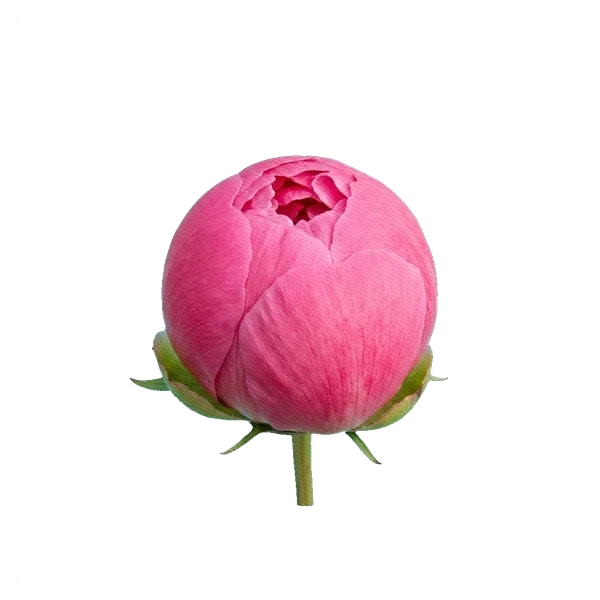 Şakayık Paula Fay — bud