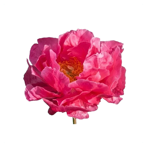 Şakayık Paula Fay — side