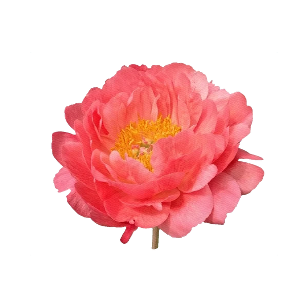 Peony Pink Hawaiian Coral