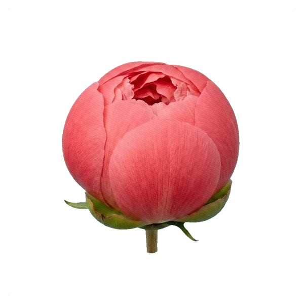 Peony Pink Hawaiian Coral — bud