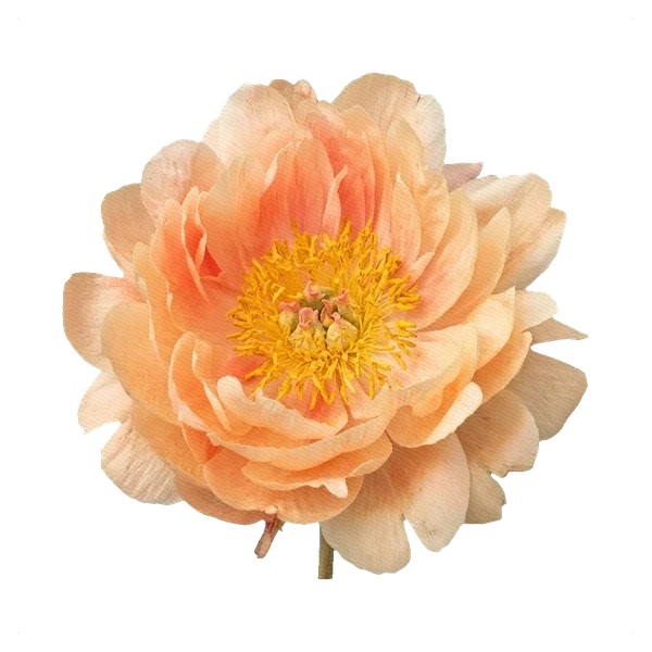 Peony Pink Hawaiian Coral — full