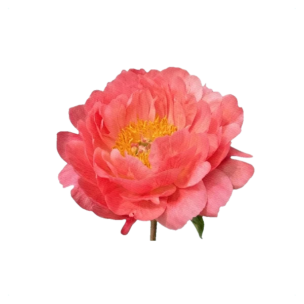 Peony Pink Hawaiian Coral — side