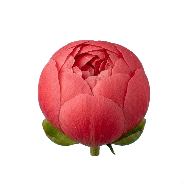 Şakayık Raspberry Charm — bud