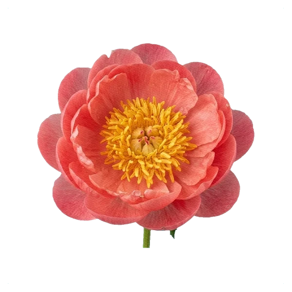 Şakayık Raspberry Charm — full