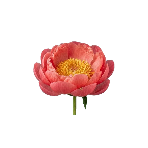 Şakayık Raspberry Charm — side