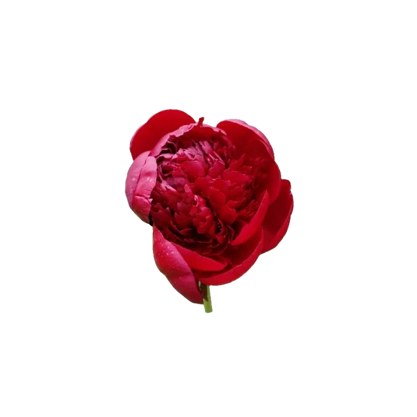 Peony Red Charm — in_bouquet