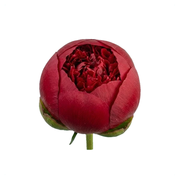 Şakayık Red Charm — bud