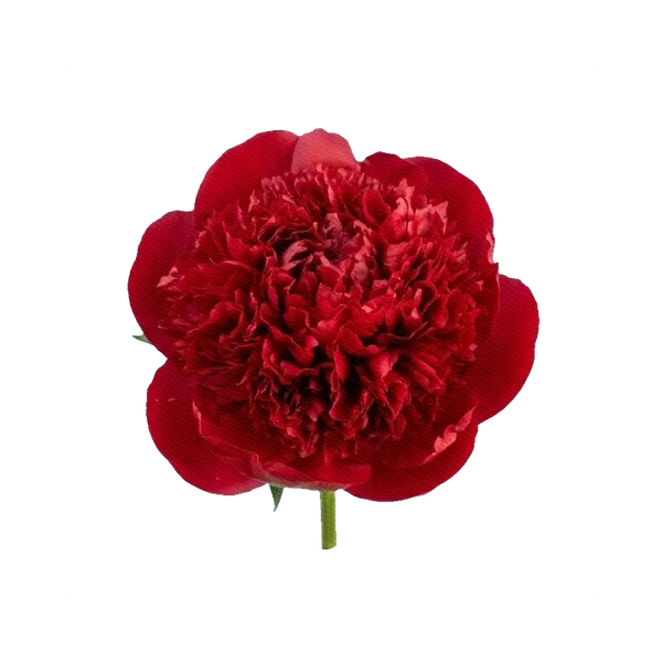 Peony Red Charm
