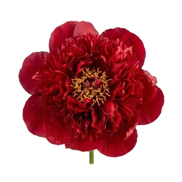 Şakayık Red Charm — full